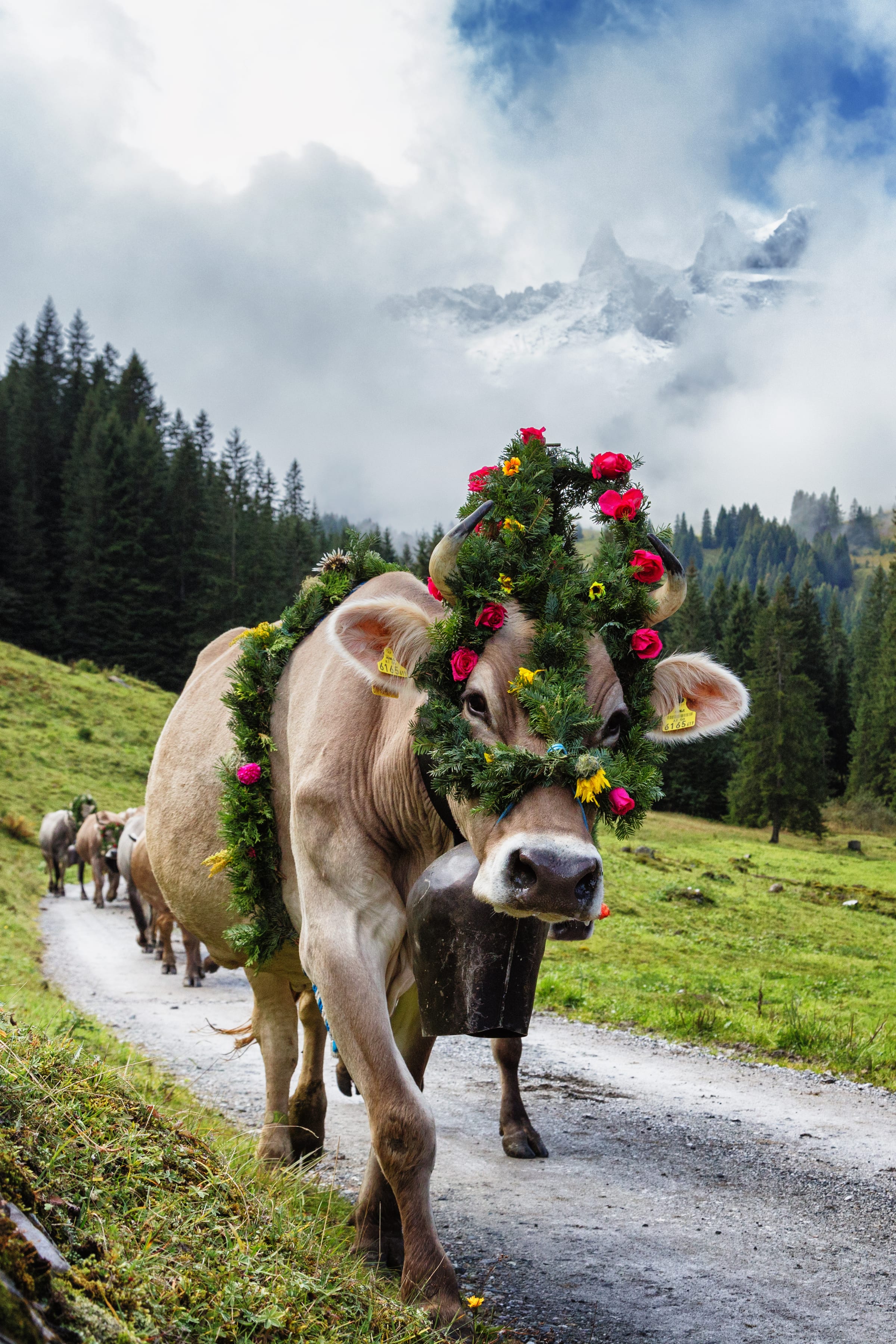 Alpabtrieb von der Alpe Spora — geschmückte Kuh